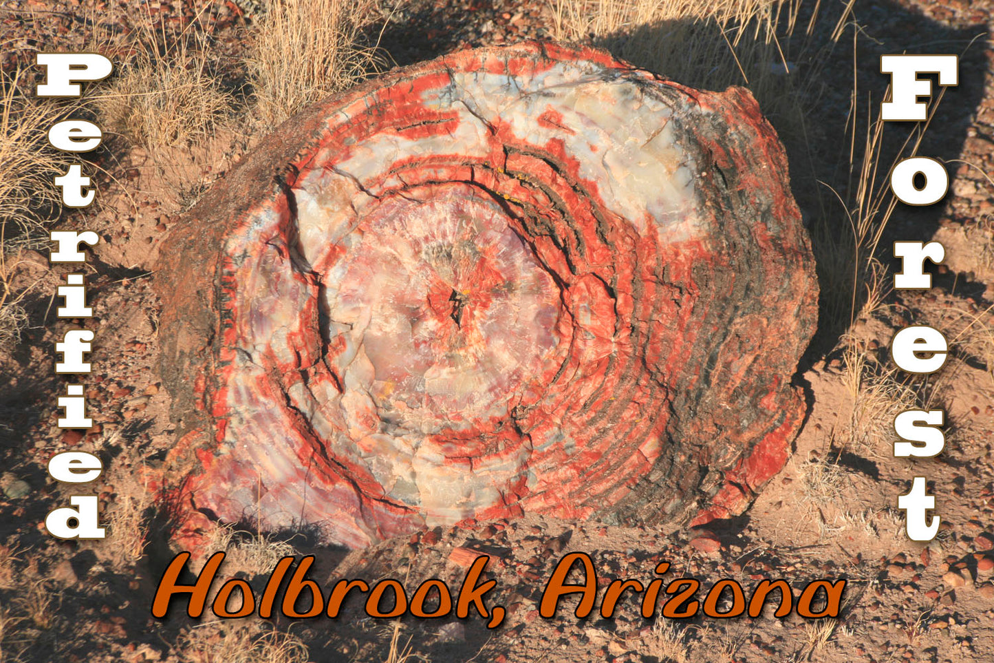Petrified Forest Arizona Fridge Magnet