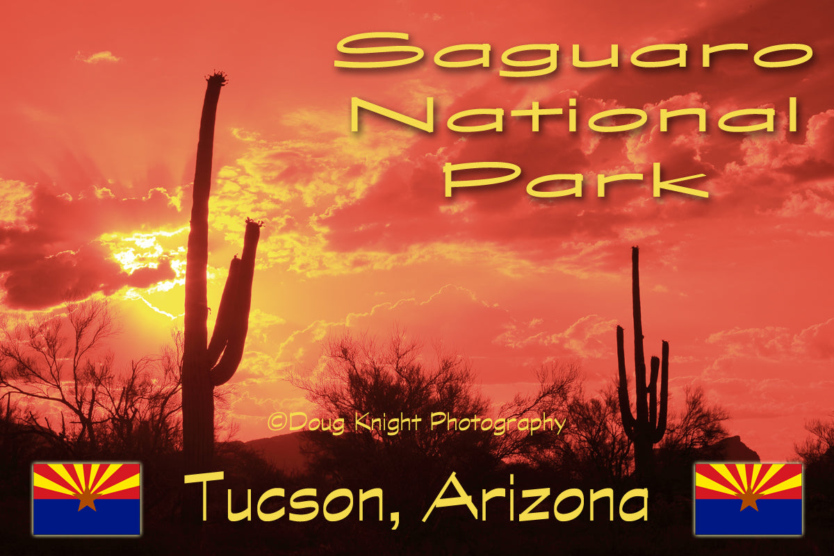 Fridge magnet featuring cactus and sunset at the Saguaro Natl. Park near Tucson, AZ
