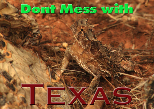 Texas fridge magnet featuring a horned toad and Don't Mess with Texas